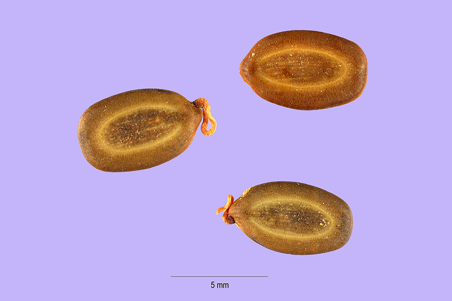 Acacia seyal image