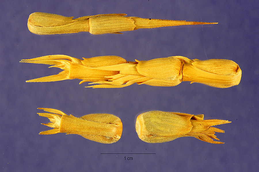 Aegilops crassa image