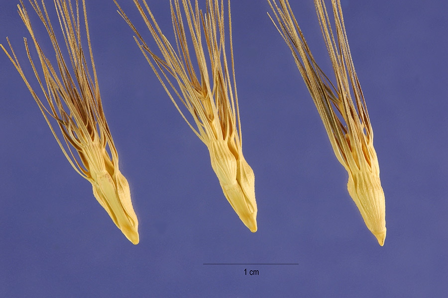 Aegilops geniculata image