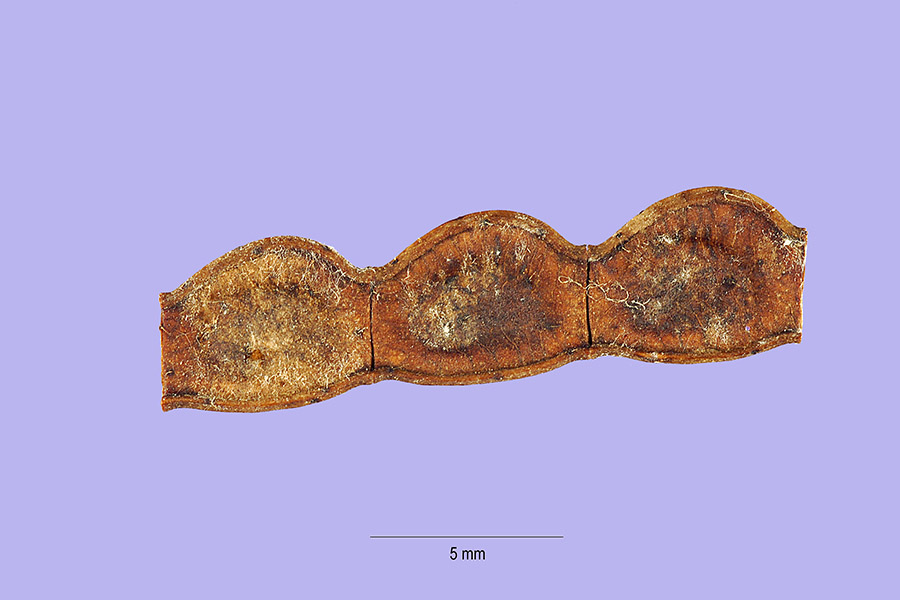 Aeschynomene sensitiva image