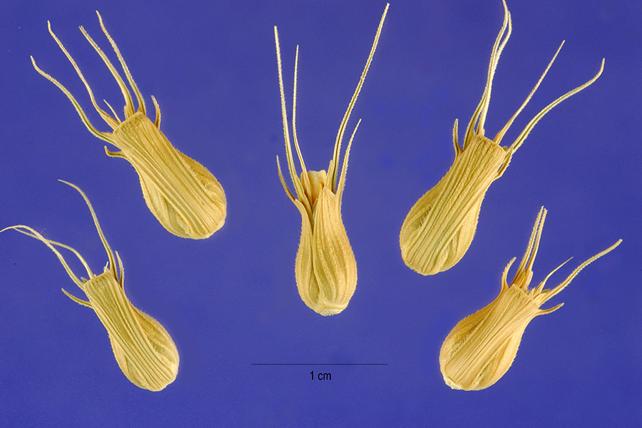 Aegilops ventricosa image