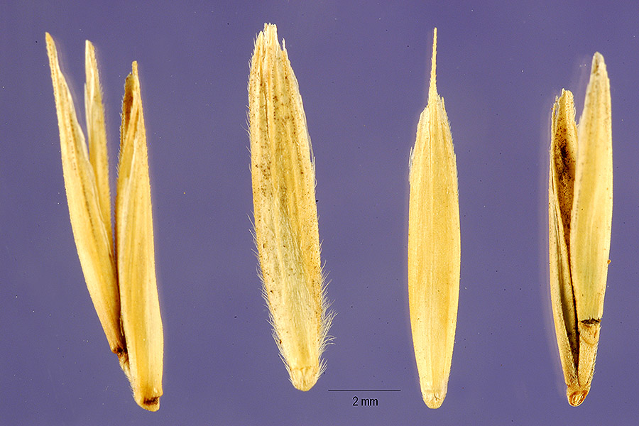 Elymus albicans image