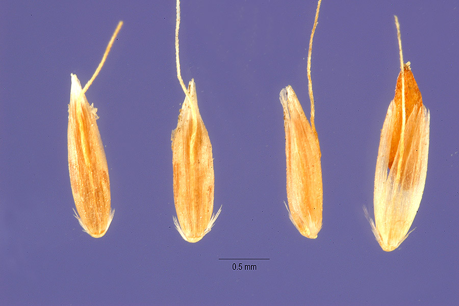 Agrostis mertensii image