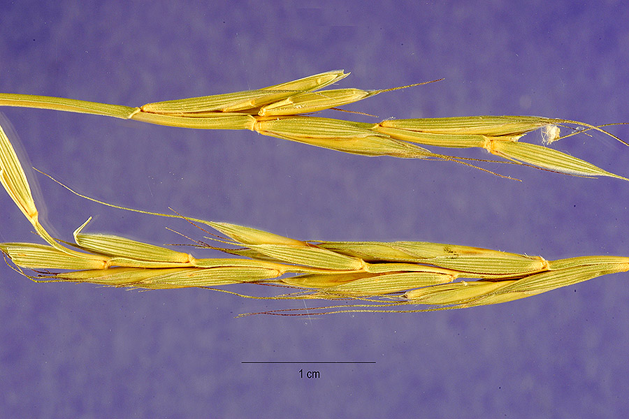 Elymus caninus image