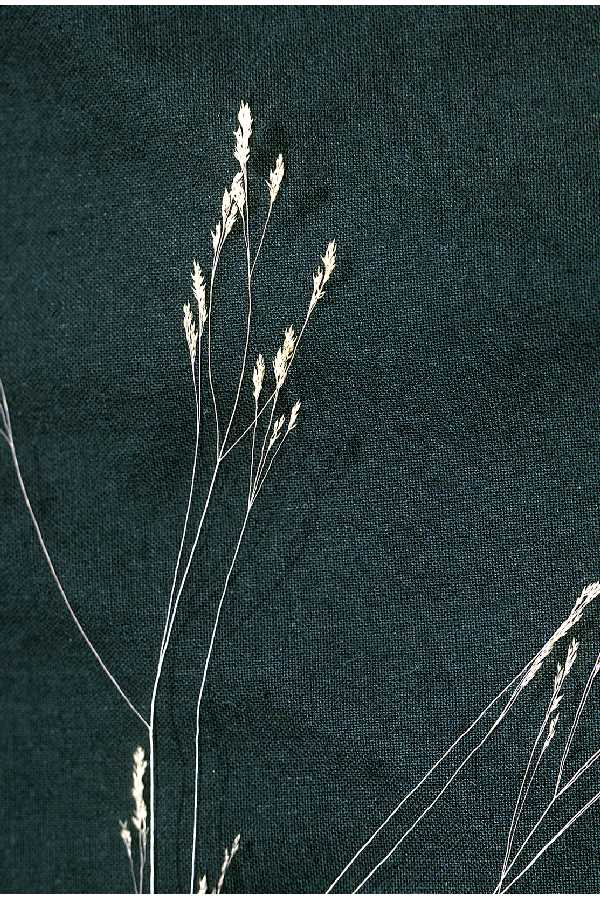 Agrostis hyemalis image