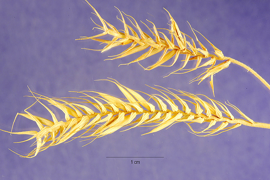 Agropyron cristatum subsp. pectinatum image