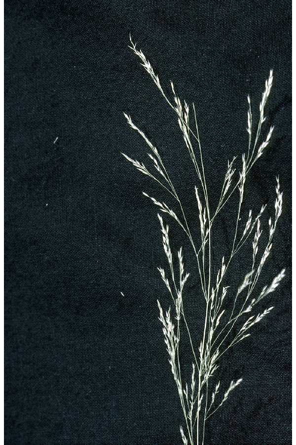 Agrostis oreophila image