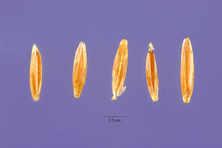 Agrostis vinealis image