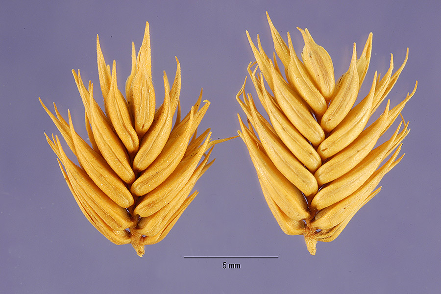 Eremopyrum triticeum image