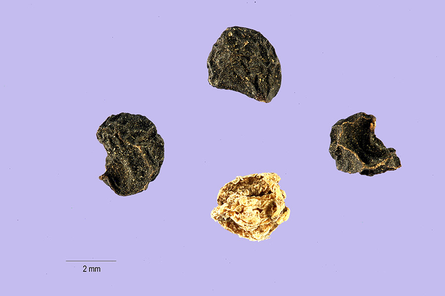 Allium multibulbosum image