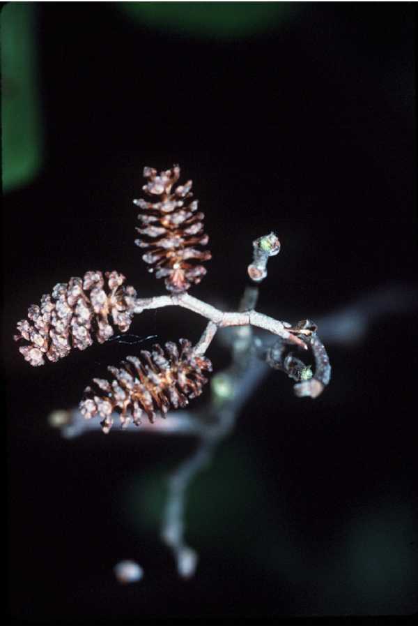 Alnus noveboracensis image