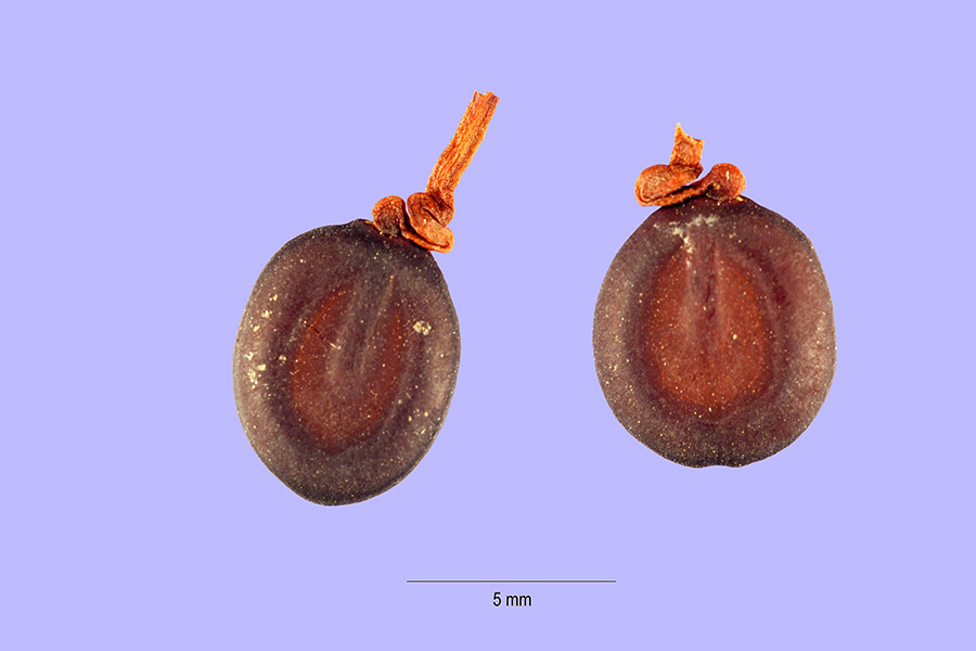 Albizia zygia image