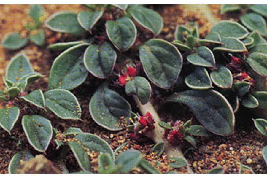 Amaranthus californicus image