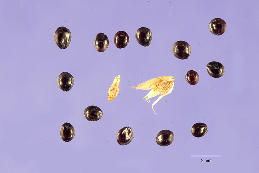 Amaranthus tricolor image