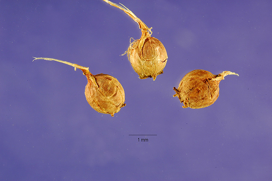 Ammannia latifolia image