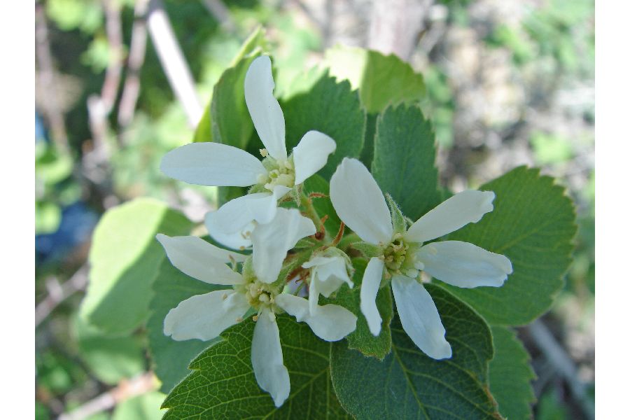 Amelanchier crenata image