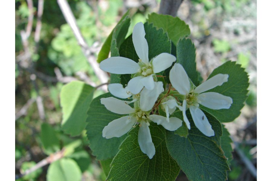 Amelanchier crenata image