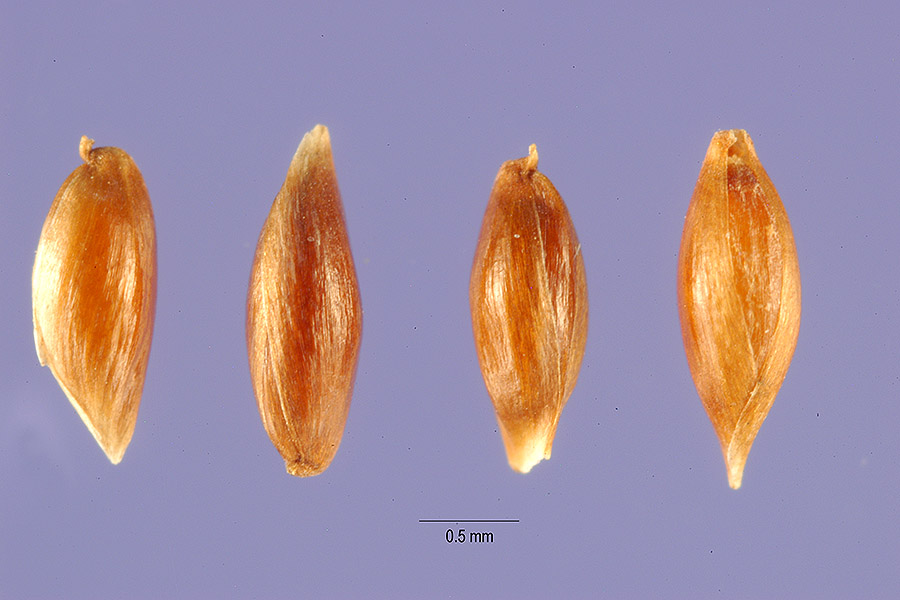 Anthoxanthum aristatum image