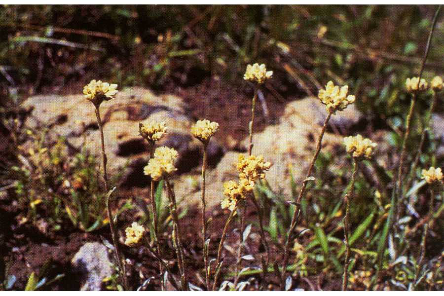 Antennaria corymbosa image