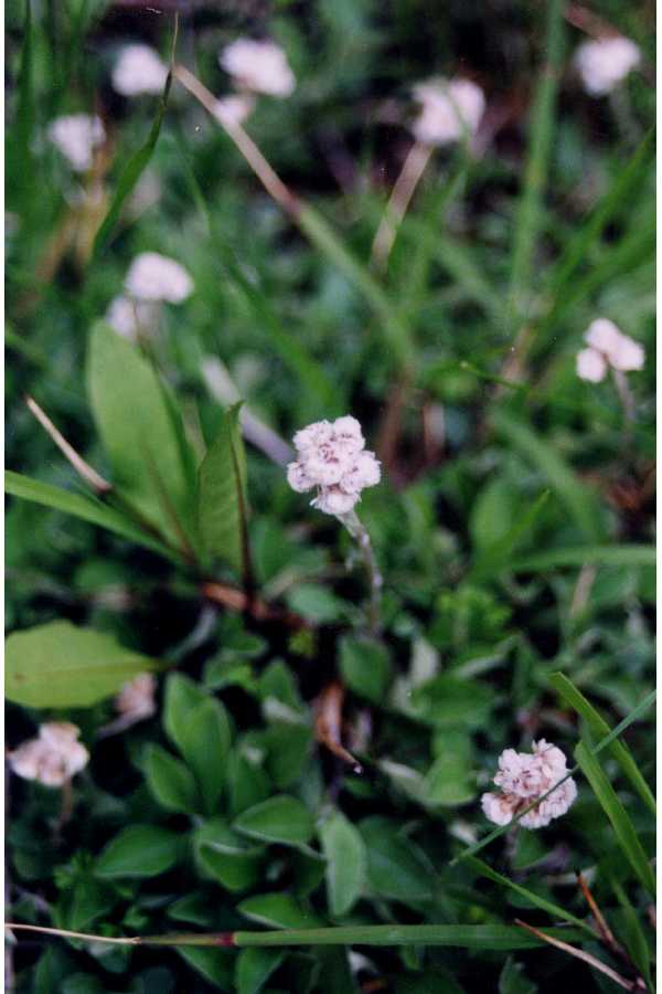 Antennaria plantaginifolia image