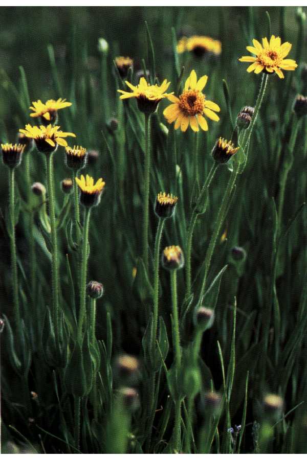 Arnica mollis image