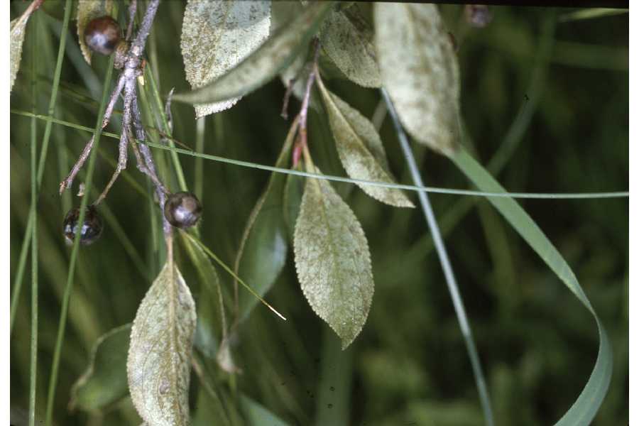 Aronia atropurpurea image