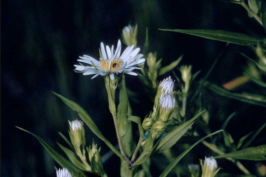 Symphyotrichum puniceum var. puniceum image