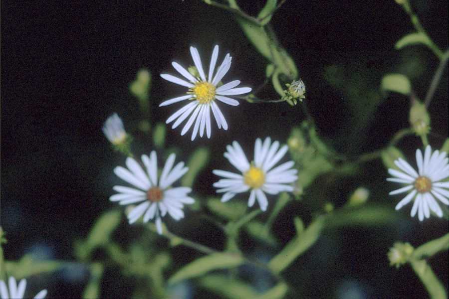 Symphyotrichum novi-belgii image