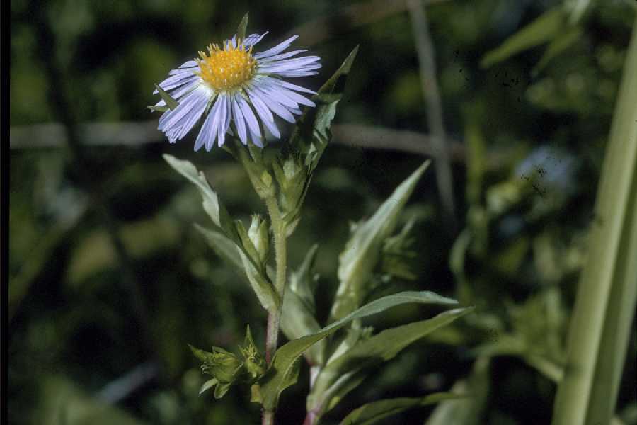 Aster conduplicatus image