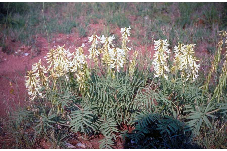 Astragalus racemosus image