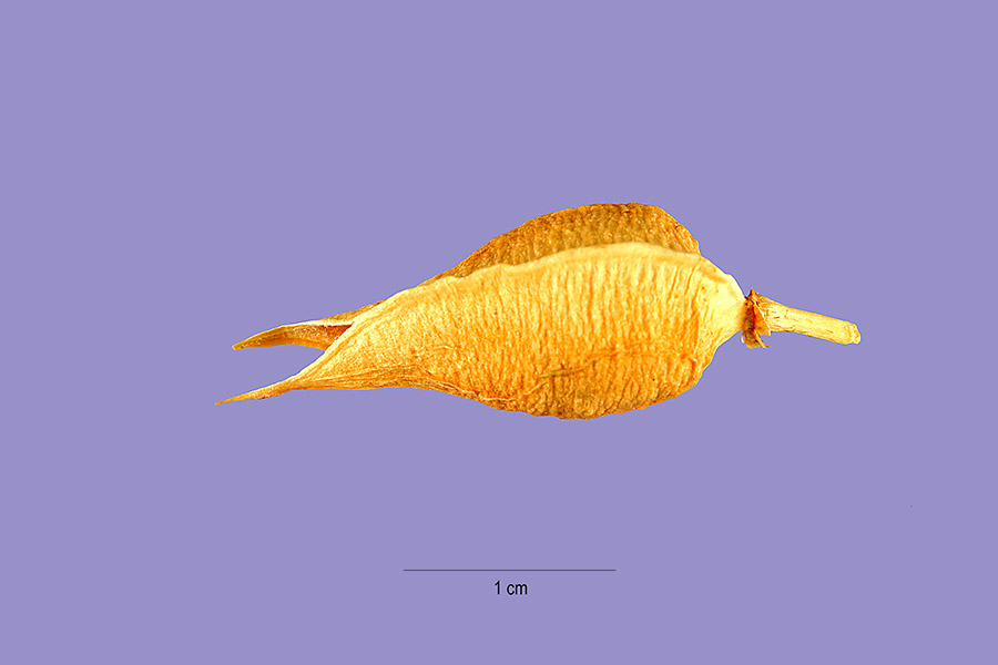 Astragalus reventus image