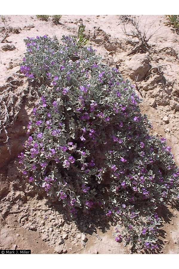 Astragalus sericoleucus image