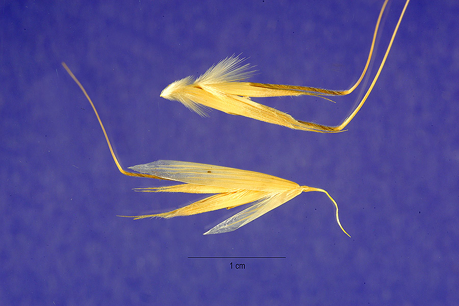 Avena abyssinica image