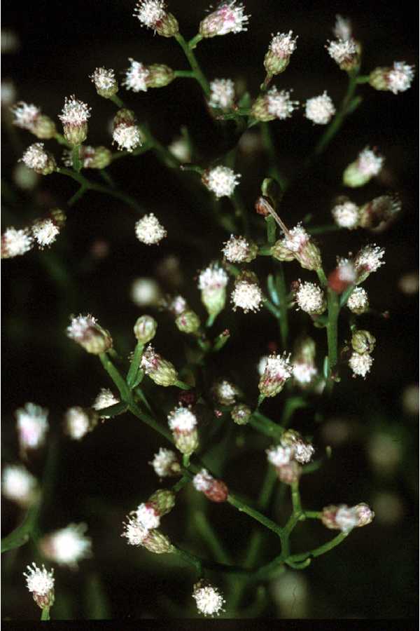 Baccharis angustifolia image