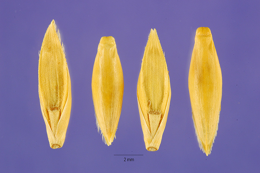 Bambusa arundinacea image