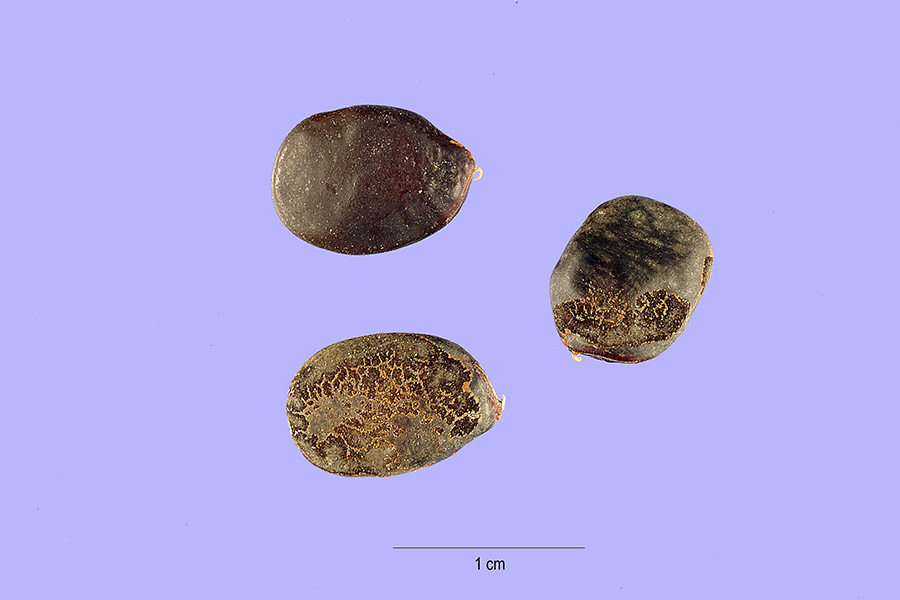 Bauhinia monandra image