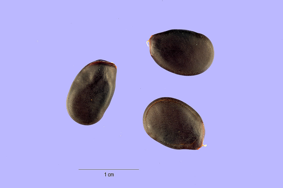 Bauhinia purpurea image