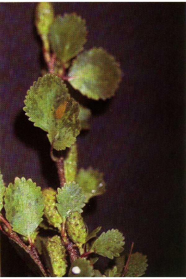 Betula glandulosa image