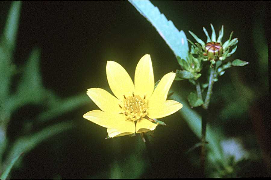 Coreopsis aristosa image