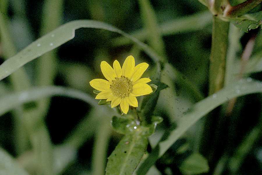USDA Plants Database Usda Plants Database