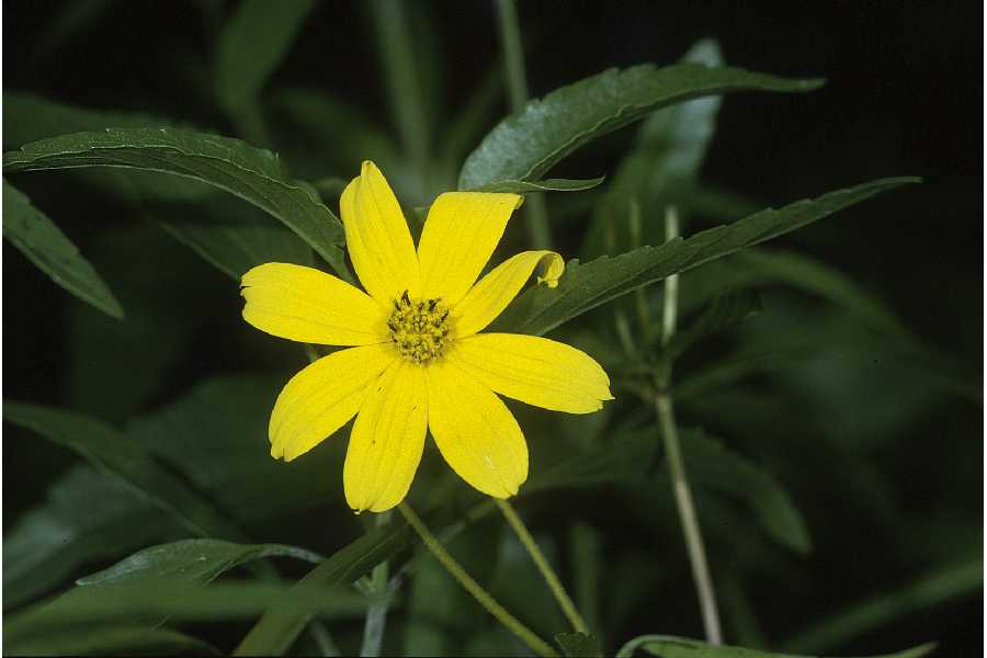 Bidens mitis image