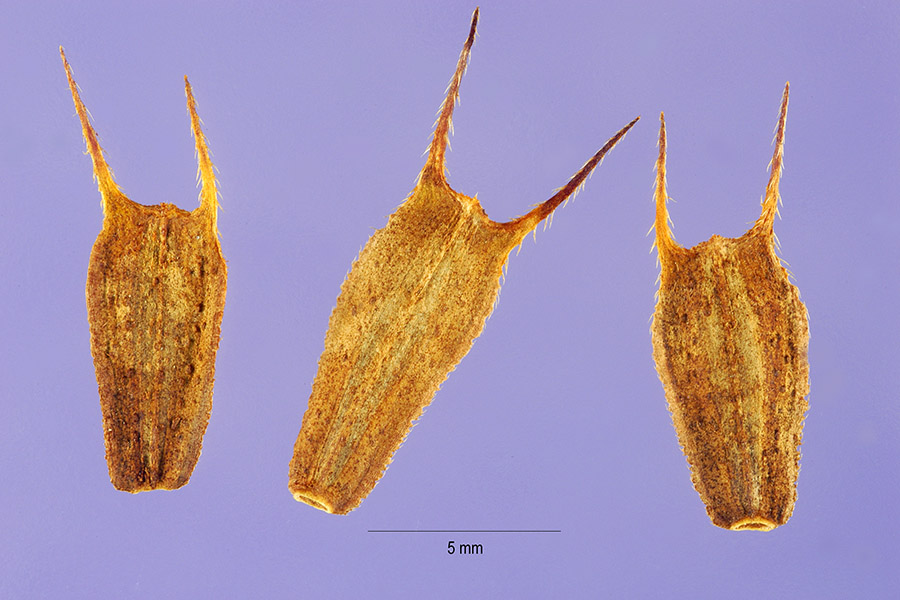 Bidens puberula image
