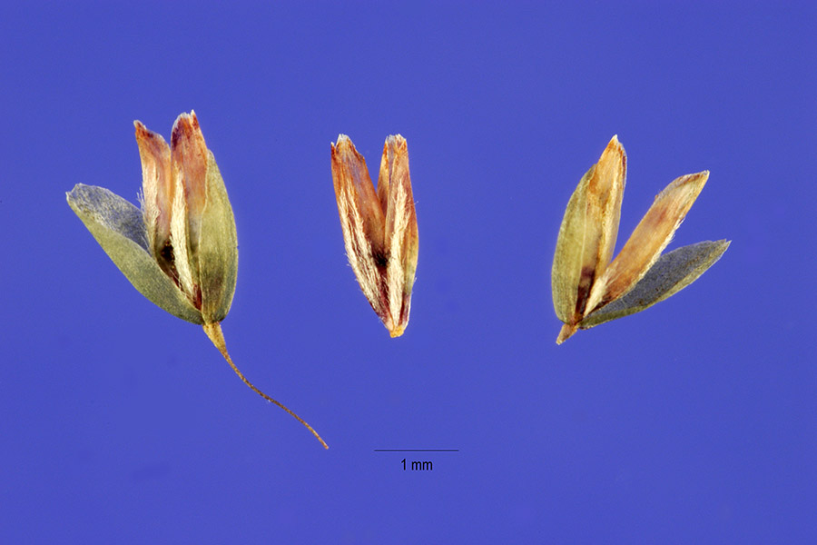 Sporobolus tricholepis image