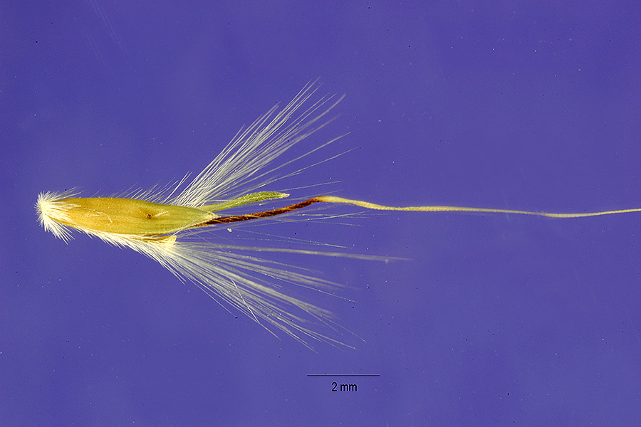 Bothriochloa hybrida image