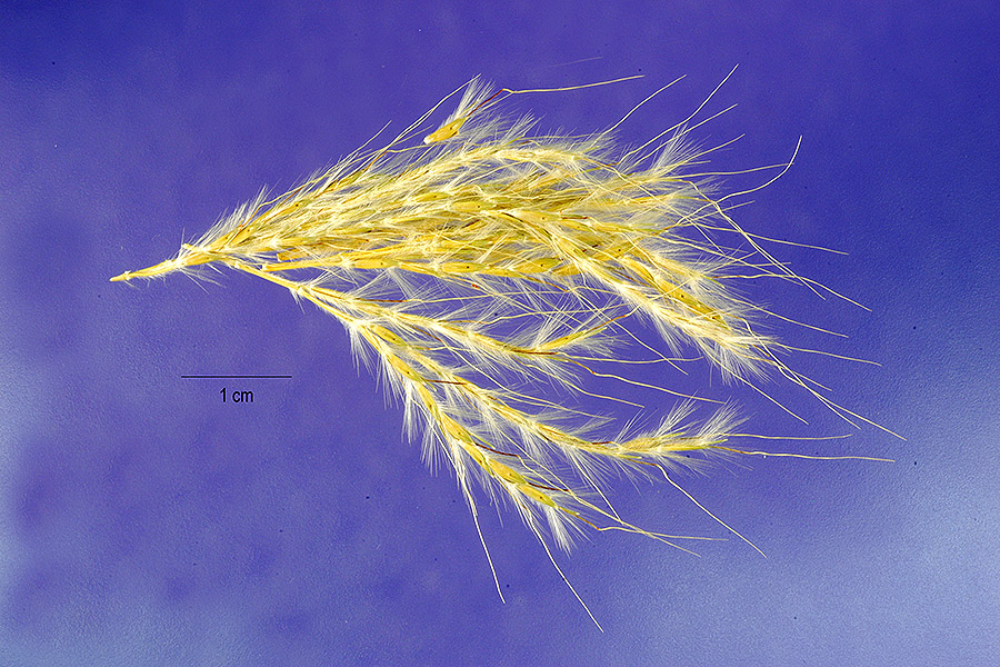 Bothriochloa hybrida image