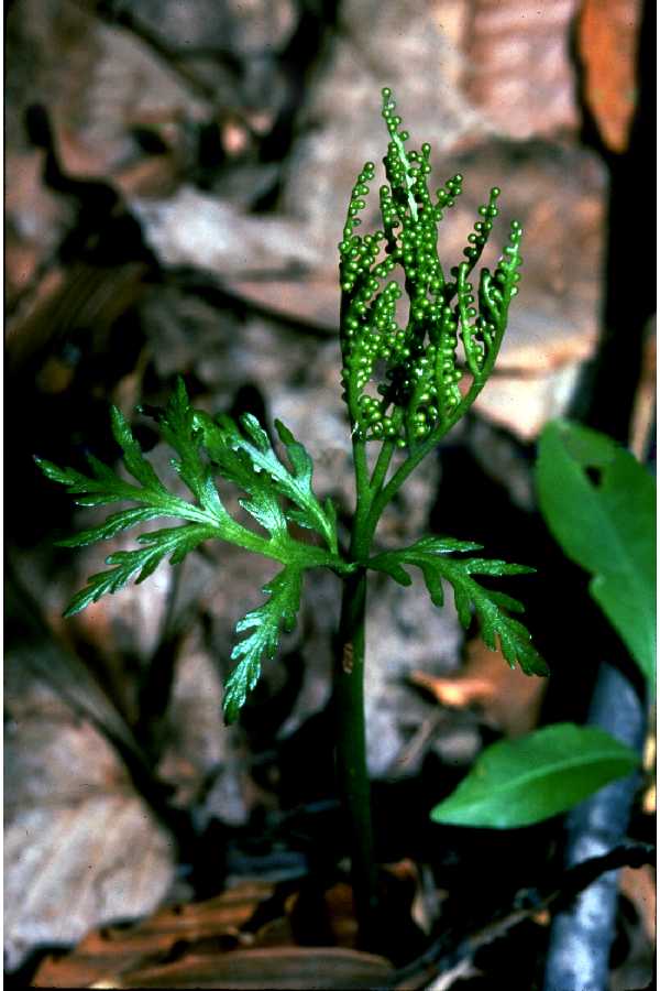 Botrychium lanceolatum image