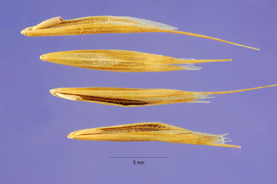 Bromus arenarius image