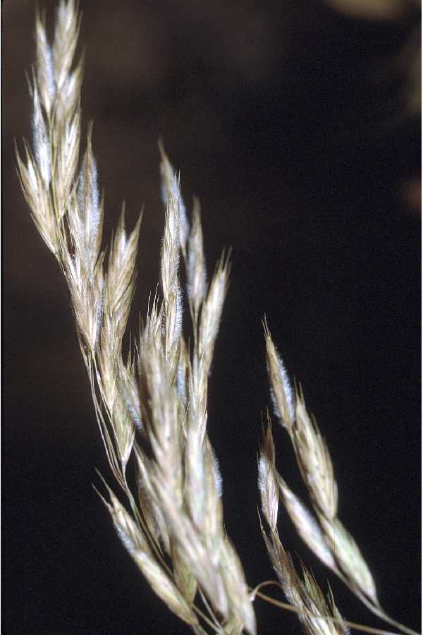 Urochloa ciliatissima image