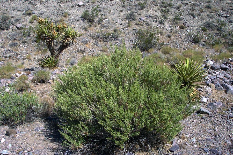 Brickellia desertorum image