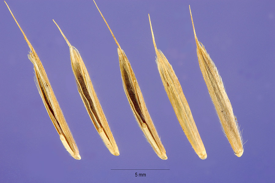 Bromus erectus image